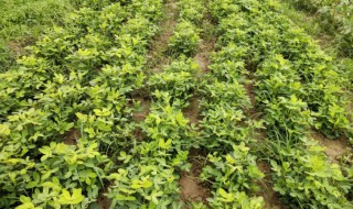 花生属于哪科植物 花生属于什么科的植物