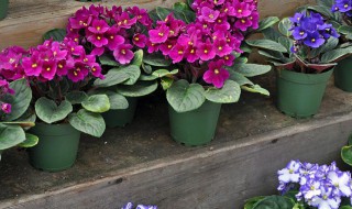 木槿花长什么样什么时候开花 木槿花是几月份开花