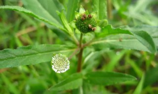 固本仙草是什么植物（固本仙草是什么中药）