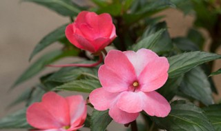 凤仙花的花瓣形状 凤仙花的花瓣什么形状