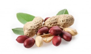 花生是蔬菜吗 地瓜和花生是蔬菜吗