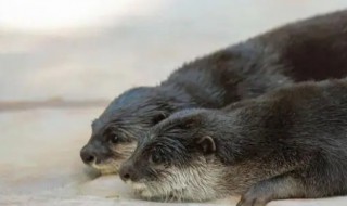 水獭是什么动物类型（水獭和水獭是一种动物吗）