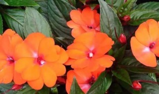 凤仙花是什么季节开的（凤仙花那个季节开花）