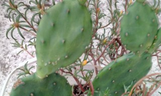 仙人掌养多长时间会开花（仙人掌养多久开花结果）