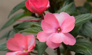 凤仙花烂根是怎么回事 凤仙花烂根怎么处理