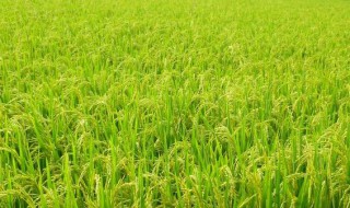 稻田养殖黄鳝如何选择稻田 稻田养殖黄鳝技术方法详解