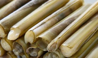 蛏子需要几分钟熟(蛏子几分钟能熟)