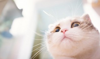 第一次养猫应该注意些什么 第一次养宠物猫需要注意什么