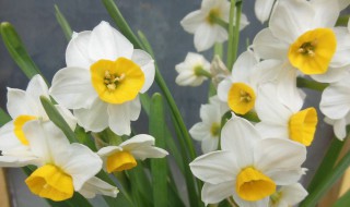 水仙是什么类植物 水仙属于水生植物吗