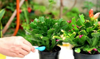 蟹爪兰浇水几天一次（蟹爪兰多少天浇水）