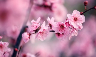 赞美梅花的词语 赞美梅花的优美句子