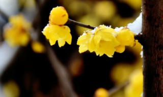 腊梅代表什么象征意义（腊梅的象征意义为）