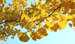 禅林寺银杏叶什么时间变黄 大觉寺银杏叶什么时候黄