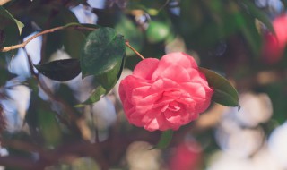 茶花多久施一次肥（茶花一年施几次肥）