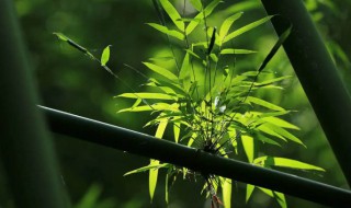 翠竹象征什么意义 翠竹象征意义是什么意思