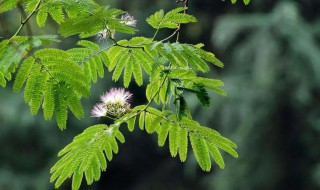 合欢树什么时候种植合适(合欢树适合什么季节栽种)