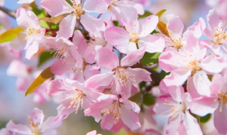 海棠花如何剪枝该在什么时候剪 海棠花树枝什么时候剪