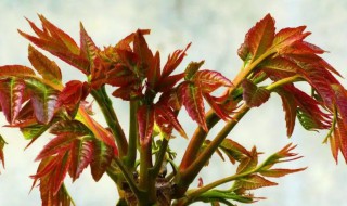 香椿树什么时候剪枝好 香椿树什么时候剪枝好视频