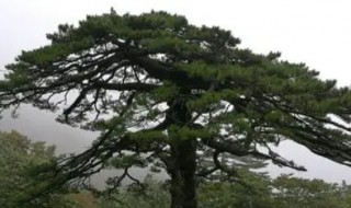 黄山奇松的黑虎松为什么叫黑虎松 黑松跟黄山松的区别