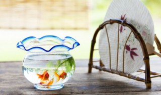 锦鲤多长时间换一次水合适（养锦鲤多长时间换一次水）