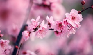 盆栽梅花应在何时如何剪枝 盆栽梅花怎样剪枝