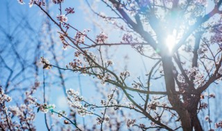 梅花魂中的梅花象征着什么 《梅花魂》中梅花象征着什么