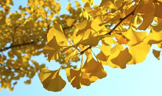 银杏叶子像什么(银杏叶子像什么样子)