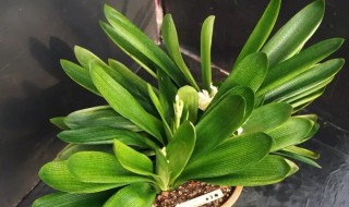 如何让君子兰叶子长宽 君子兰叶子长长不长宽