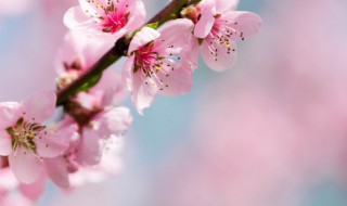 桃树什么时候发芽（北方桃树什么时候发芽）