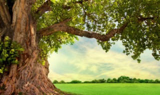 橡皮树的修剪方法 盆栽橡皮树的修剪方法