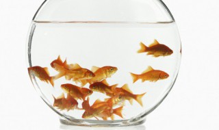 热带鱼一般多长时间生一次小鱼 热带鱼一般几月里生小鱼