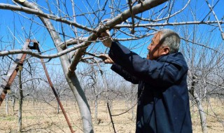 什么时候修剪树枝好 果树什么时候修剪树枝好