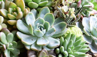 金枝玉叶怎么修剪造型(金枝玉叶怎么修剪造型视频)