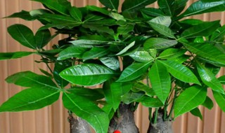 怎么给发财树施肥(发财树的肥怎么施)