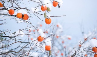 柿子树上的虫子叫什么 柿子树上的害虫有哪些