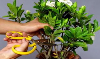 如何修剪枝枝花(怎么修剪花枝)