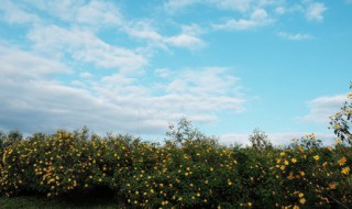 爱护自然的格言警句至少5句 保护环境爱护自然的名言警句