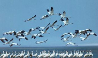 庐山有哪些动物和风景 庐山指的是什么动物