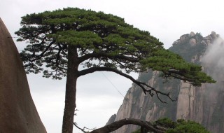 黄山迎客松多大年龄了（黄山迎客松的寿命）