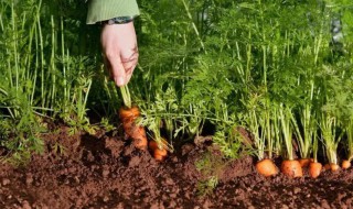 种蔬菜农家肥多久施一次（家里种菜多久施肥一次）