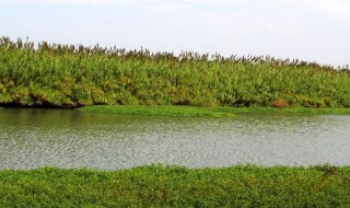 沙家浜芦苇荡里有哪些著名景点（沙家浜芦苇荡里有哪些著名景点名称）