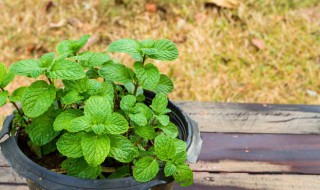 薄荷的功效与作用的功效和作用 薄荷作用的功效与作用是什么