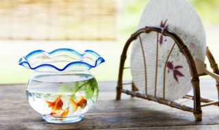 梦见小金鱼是什么预兆 孕妇梦见小金鱼是什么预兆