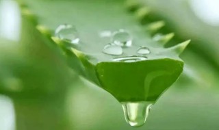 芦荟水的功效与的作用 芦荟泡水喝的功效与作用