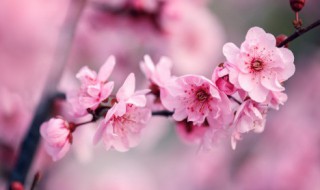 冬梅的象征意义 冬梅象征什么