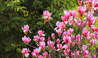 花草树木象征的意义（花草树木象征的意义是什么）