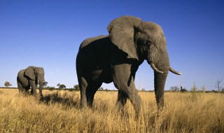 象代表什么象征意义 象征意象是什么