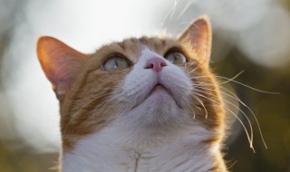 梦见一只小猫什么预兆 梦里梦见一只小猫