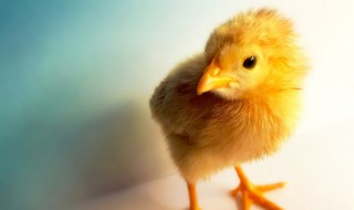 女人梦见一群小鸡仔是什么意思（女人梦见一群小鸡仔是什么意思啊）