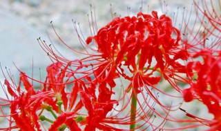 各种不同颜色的曼莎珠华花语(粉色的曼珠沙华花语)